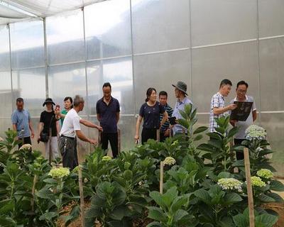 晋宁区花卉产业科技特派团开展产业集中调研和现场技术指导
