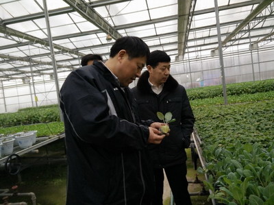 园艺所专家赴江苏省徐州市考察蔬菜生产情况