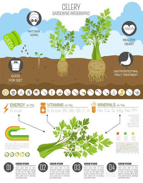 芹菜有益的特征图形模板园艺农业信息图它是如何生长的平面风格设计