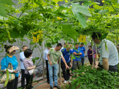 成农科职院蔬菜专家赴泸州市江阳区开展技术服务工作