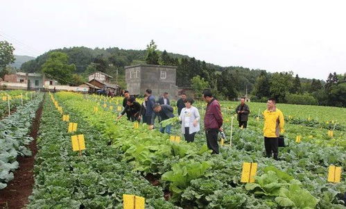 贵州省农科院园艺所在威宁实施的科技项目显成效