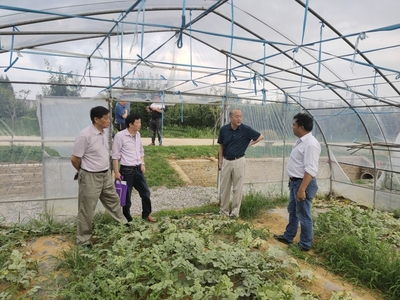 徐桥镇农业科技示范基地开展大棚西瓜新品种新技术示范现场测评