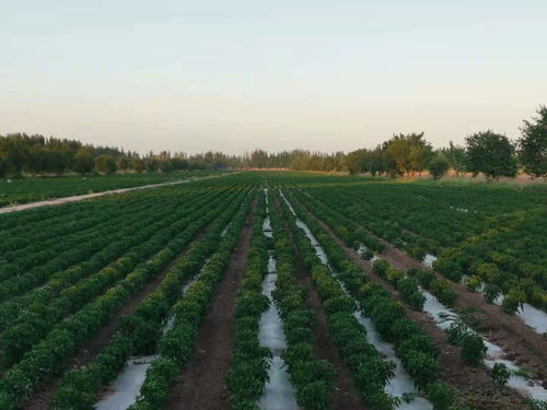 新疆牛巴立足喀什推动新疆农产品供应链体系建设